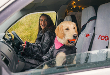 Dog Van Seat Covers